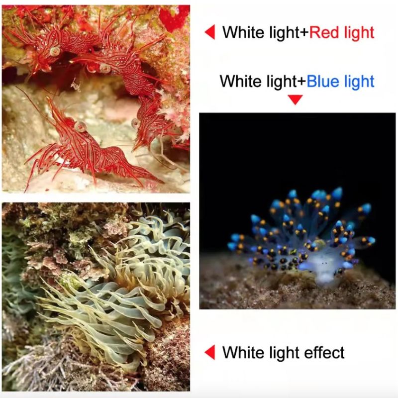 Linterna de buceo D10 luz COB superbrillante 100m impermeable IPX8 de aluminio grado aeronáutico