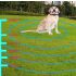 Cerca Electrónica Inalámbrica y Dispositivo de Entrenamiento para Perros con Pantalla a Color Seguridad para Mascotas