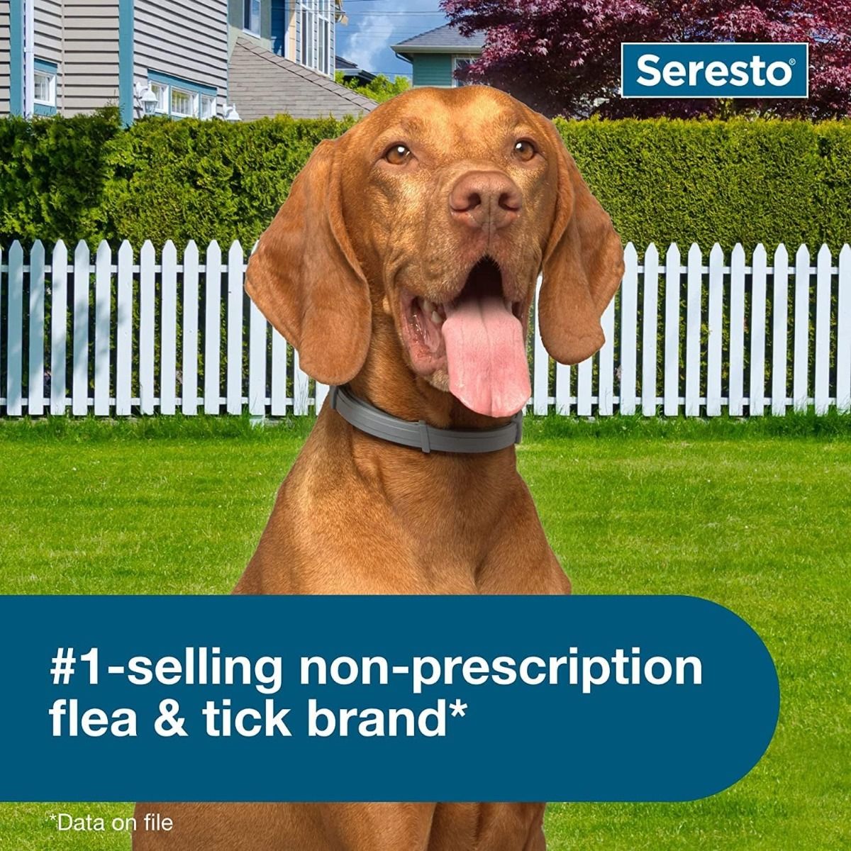 Seresto Perros Grandes | Collar Antipulgas y Garrapatas | 8 Meses Protección | Veterinarios Recomiendan